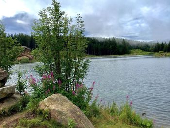 Scenic view of trees by grass against sky
