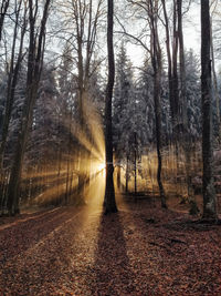 Trees in forest during autumn