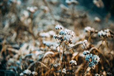 Close-up of wilted flower on field