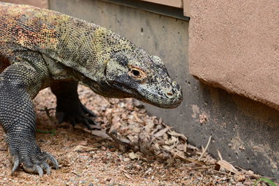 Close-up of lizard on rock