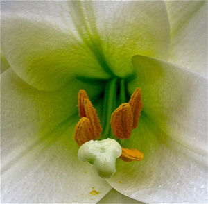 Close-up of flower