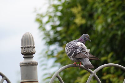 Close-up of bird perching on wall