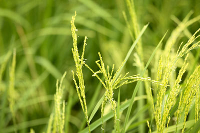 Close-up of crops growing on field