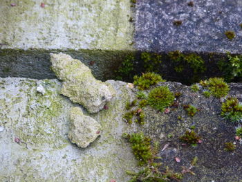 Close-up high angle view of stone