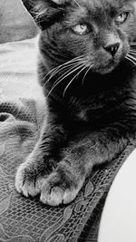 Portrait of cat sitting