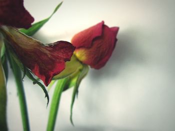 Close-up of day lily plant