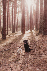 Dog sitting in a forest