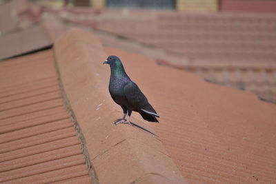 Pigeon perching on a wall