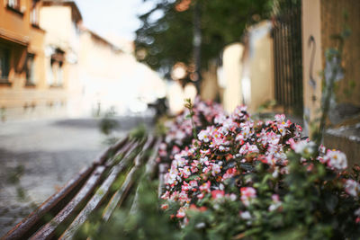 Close-up of flowering plant against building