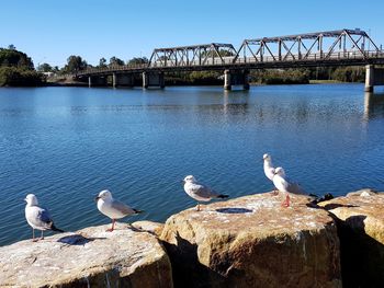 Seagulls perching on wooden post in river