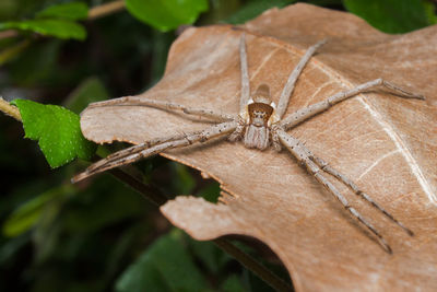 Close-up of insect on leaf