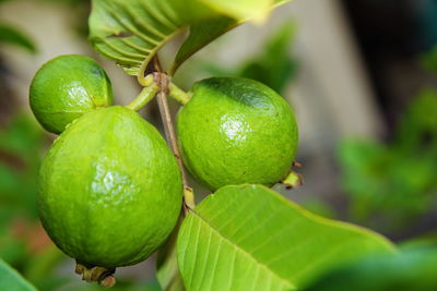 Close-up of fruits on tree