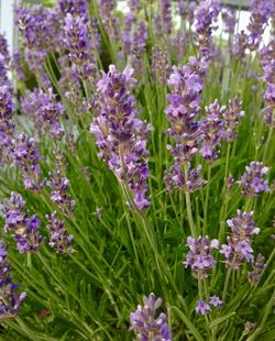 Close-up of purple flowering plants on field