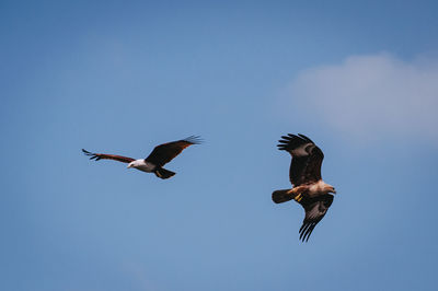 Low angle view of bird flying against blue sky
