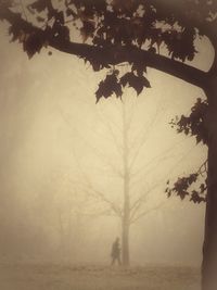 Close-up of silhouette tree against sky