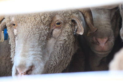 Close-up of sheep