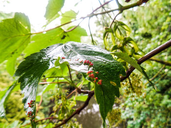 Close-up of insect on plant