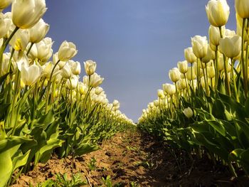 Close-up of plants growing on field against clear sky