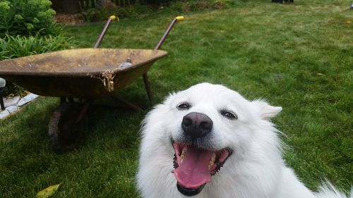 Close-up portrait of a dog