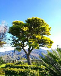 Low angle view of trees against clear sky