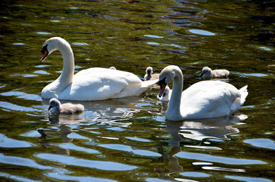 Swans swimming in lake