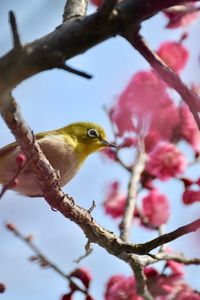 Low angle view of bird perching on tree against sky