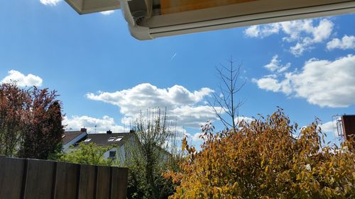 Low angle view of trees against blue sky