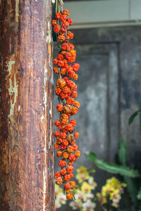 Close-up of orange berries on tree trunk