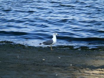 Seagull flying over water