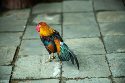 Close-up of bird perching on footpath