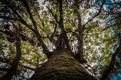 Low angle view of trees in forest