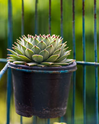 Close-up of potted plant