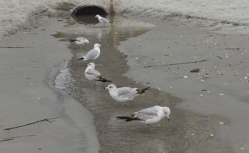 High angle view of birds in water