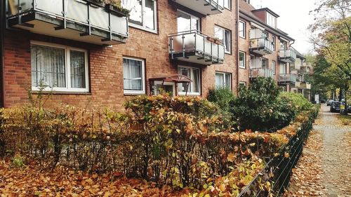 Ivy growing on building