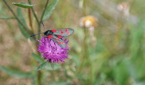 Close-up of butterfly pollinating on flower
