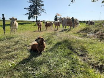 Cows on field