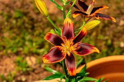 Close-up of yellow flowering plant