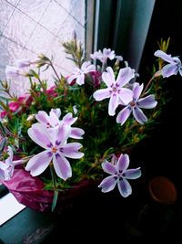 Close-up of pink flowers