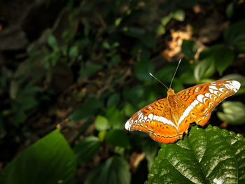 Butterfly on leaf