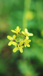 Close-up of yellow flower