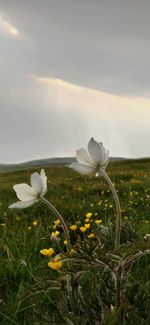 Close-up of white flowering plants on field against sky