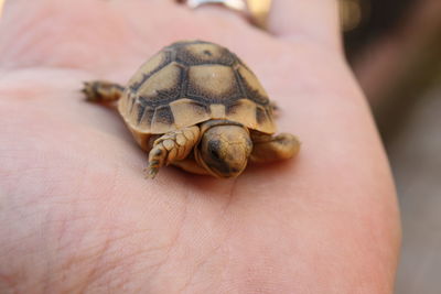 Babby turtle trying  to crawl on my hand