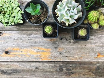 High angle view of potted plants