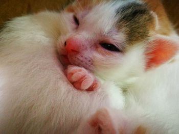 Close-up of cat at home