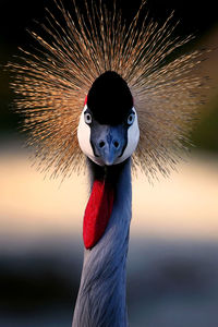 Close-up portrait of grey crowned crane