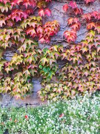 Leaves on tree trunk