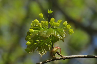 Close-up of green flowering plant