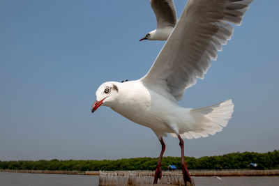 Portrait of seagull flying and looking towards the camera