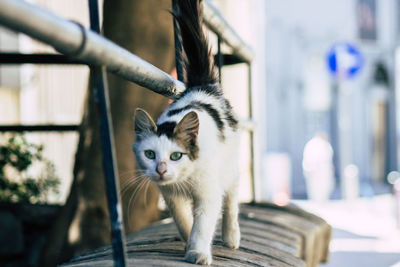 Portrait of cat with kitten