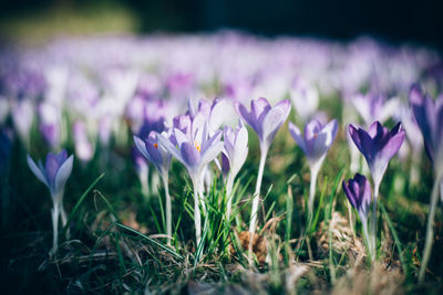 Close-up of purple crocus flowers on field